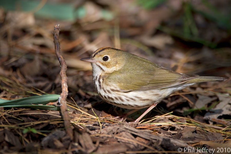 Ovenbird