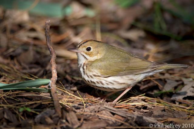 Ovenbird