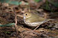 Ovenbird