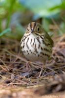 Ovenbird