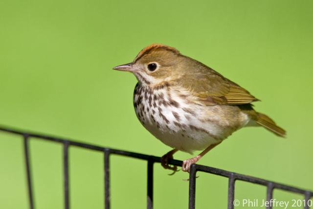 Ovenbird