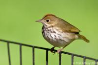 Ovenbird