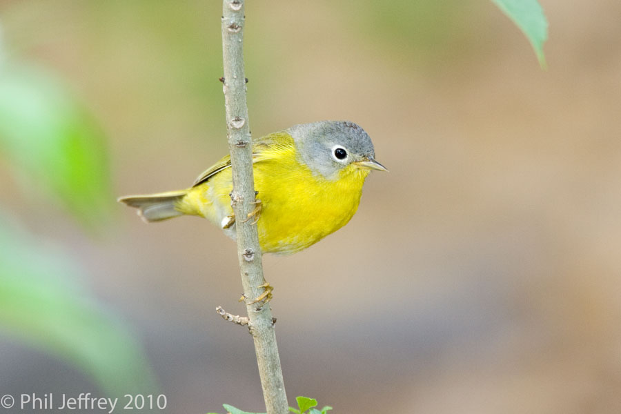 Nashville Warbler