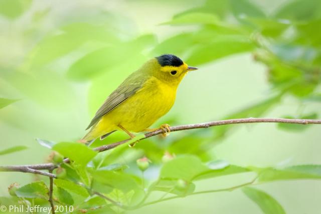 Wilson's Warbler