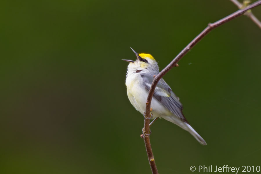 Brewster's Warbler