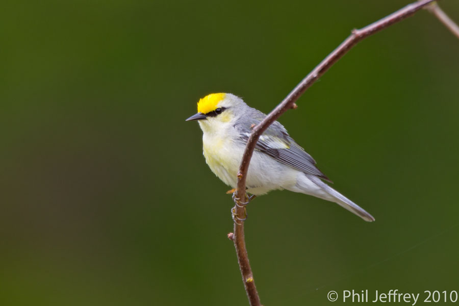 Brewster's Warbler