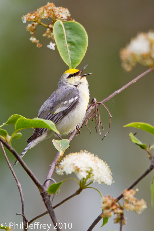 Brewster's Warbler