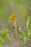 Prairie Warbler