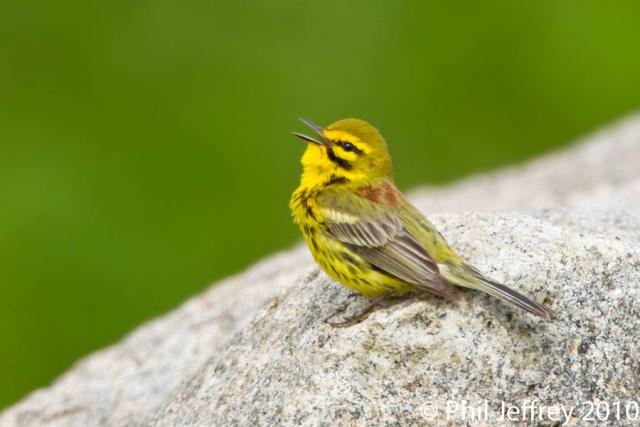 Prairie Warbler