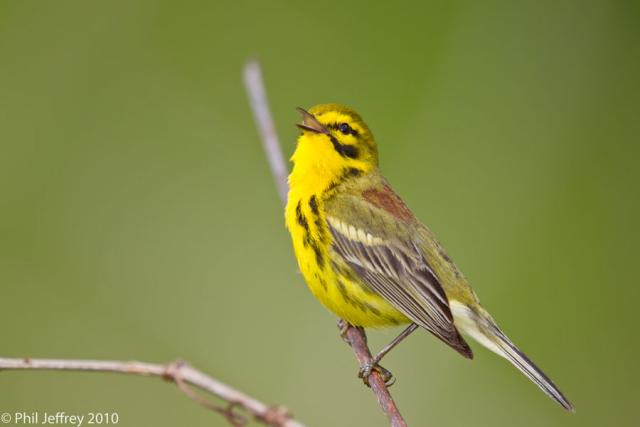 Prairie Warbler