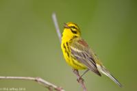 Prairie Warbler