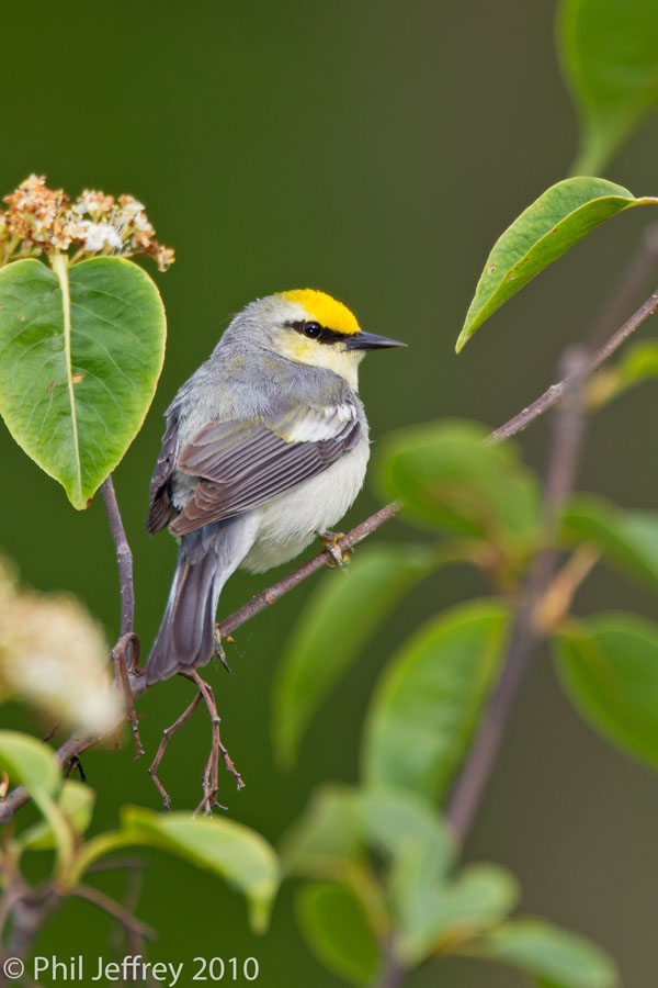 Brewster's Warbler