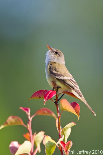 Willow Flycatcher
