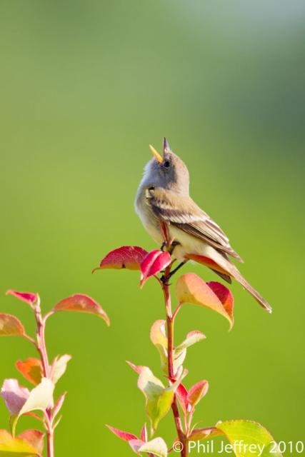 Willow Flycatcher