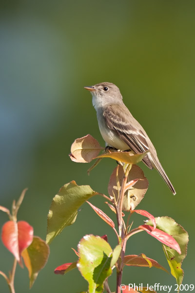 Willow Flycatcher