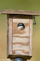 Tree Swallow
