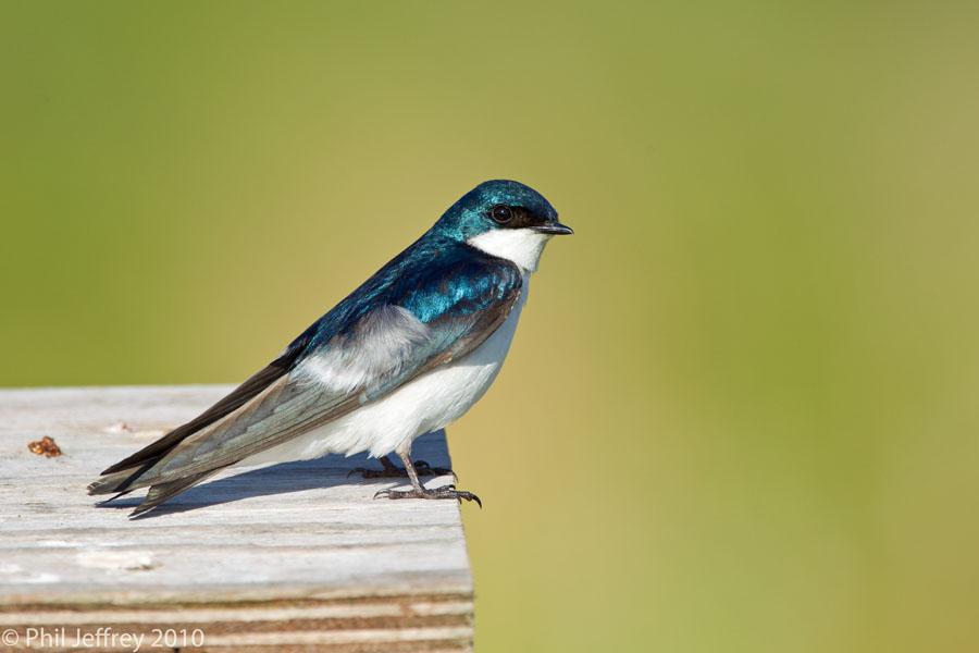 Tree Swallow