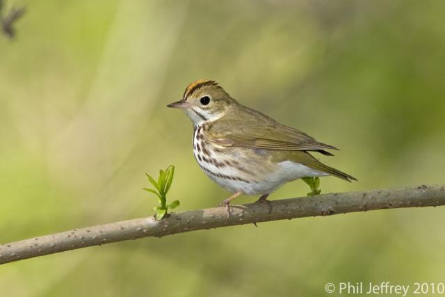 Ovenbird_U3R7549