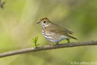 Ovenbird_U3R7549