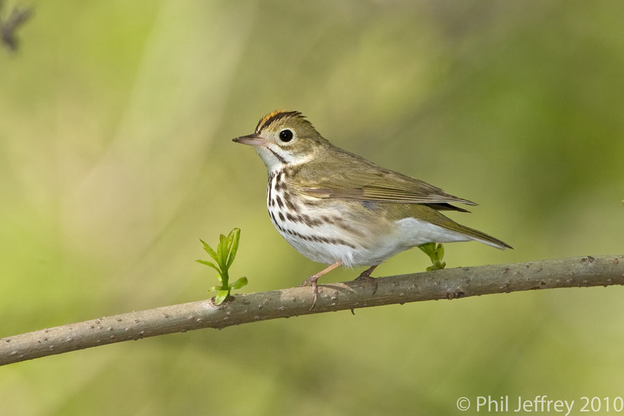 Ovenbird