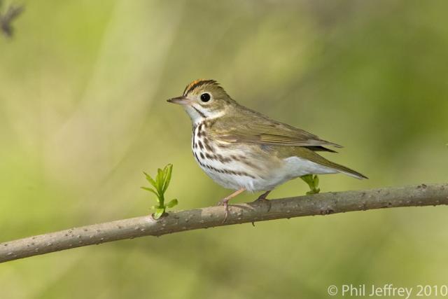 Ovenbird
