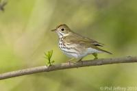 Ovenbird