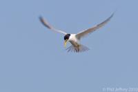 Least Tern