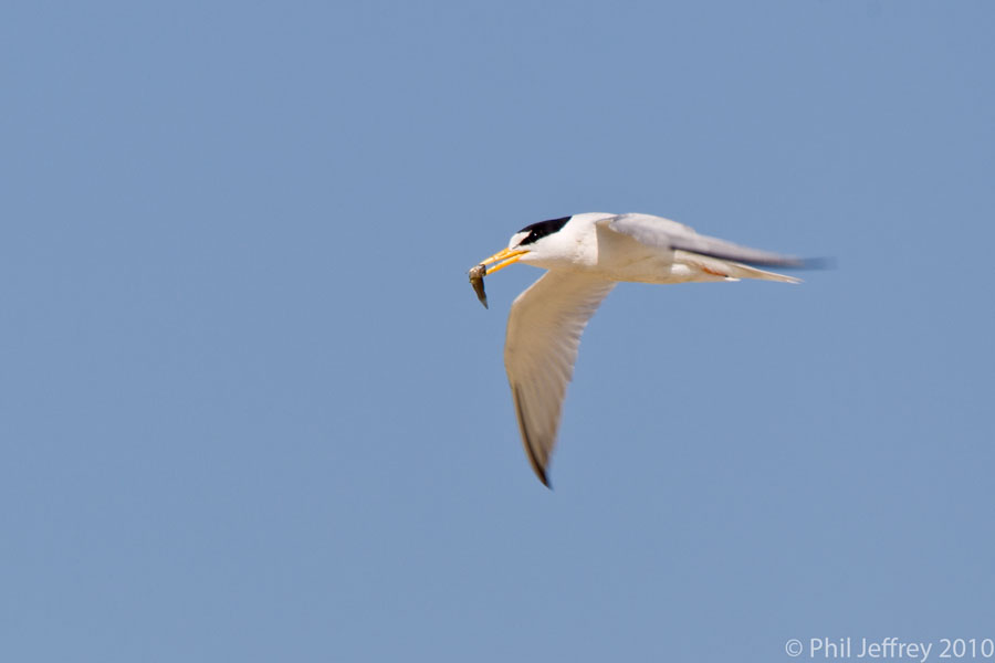 Least Tern