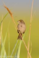 Seaside Sparrow