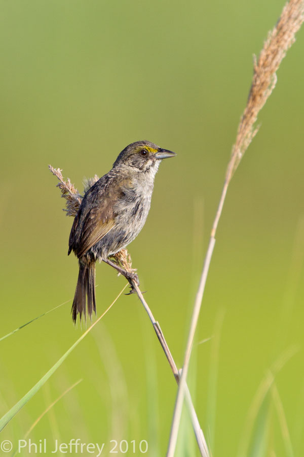 Seaside Sparrow