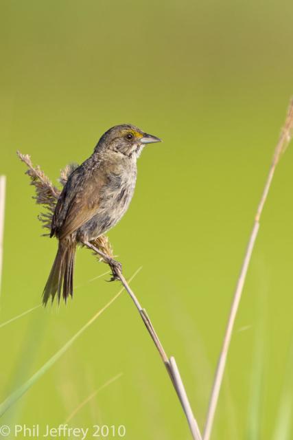 Seaside Sparrow