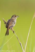 Seaside Sparrow