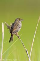 Seaside Sparrow