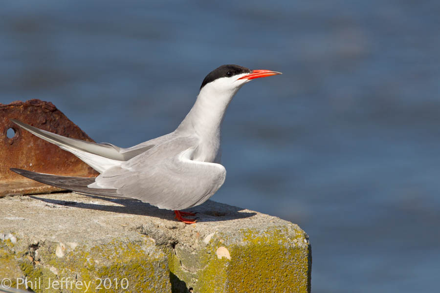 Common Tern in display