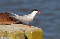 Common Tern calling