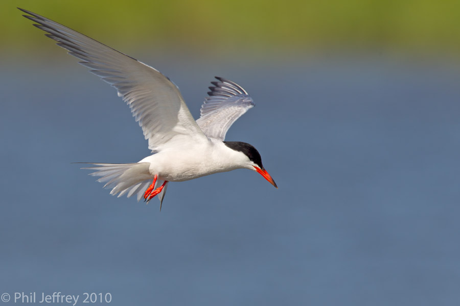 Common Tern in flight