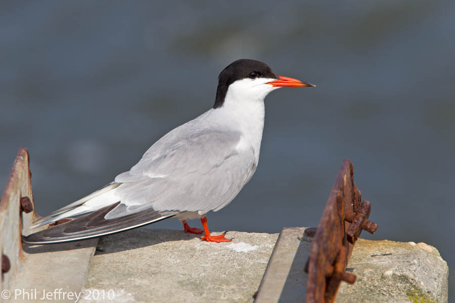 Common Tern
