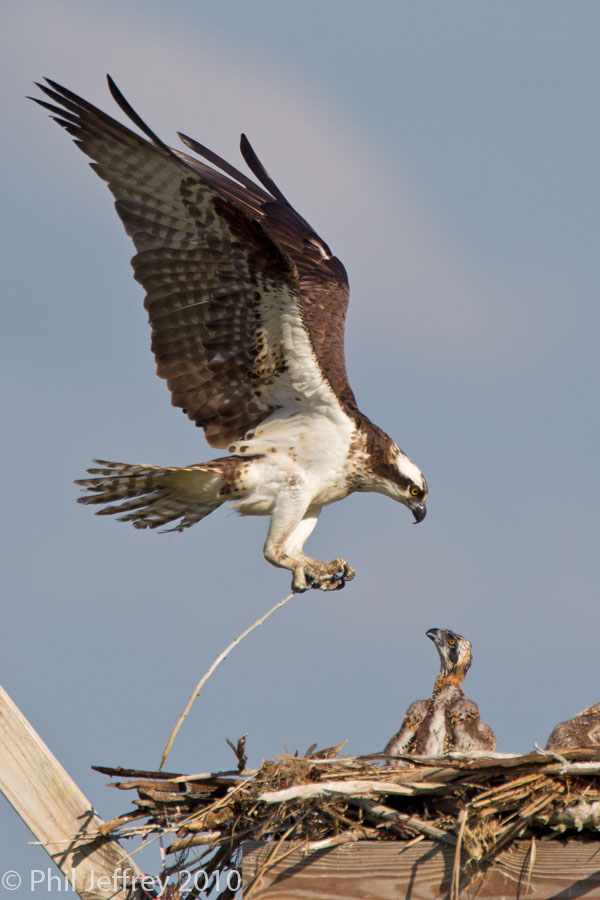 Osprey