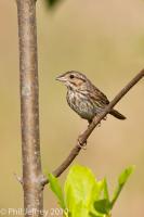 Song Sparrow adult