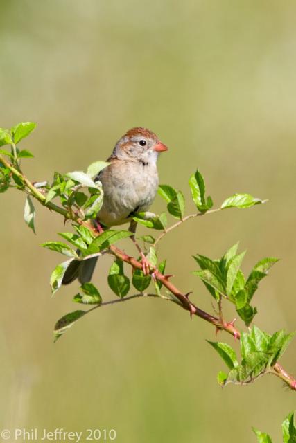 Field Sparrow adult