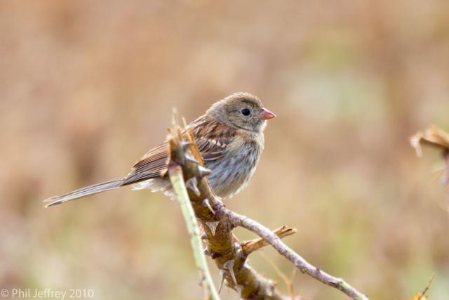 Field Sparrow juvenile