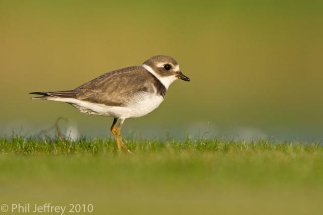 Semipalmated Plover juvenile