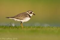 Semipalmated Plover juvenile