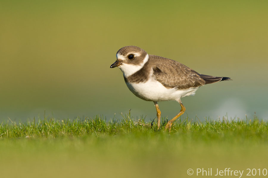 Semipalmated Plover juvenile