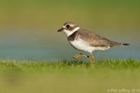 Semipalmated Plover juvenile