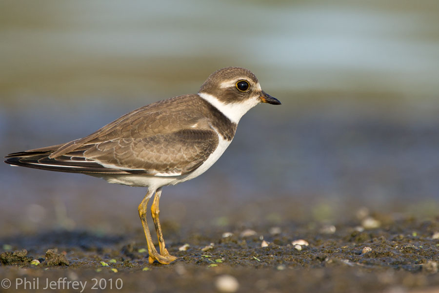 Semipalmated Plover juvenile