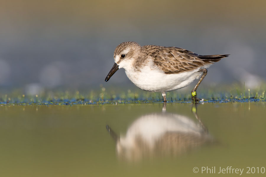 Semipalmated Sandpiper adult