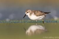 Semipalmated Sandpiper adult