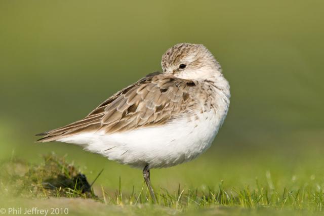 Semipalmated Sandpiper adult