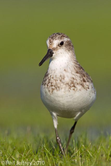 Semipalmated Sandpiper adult